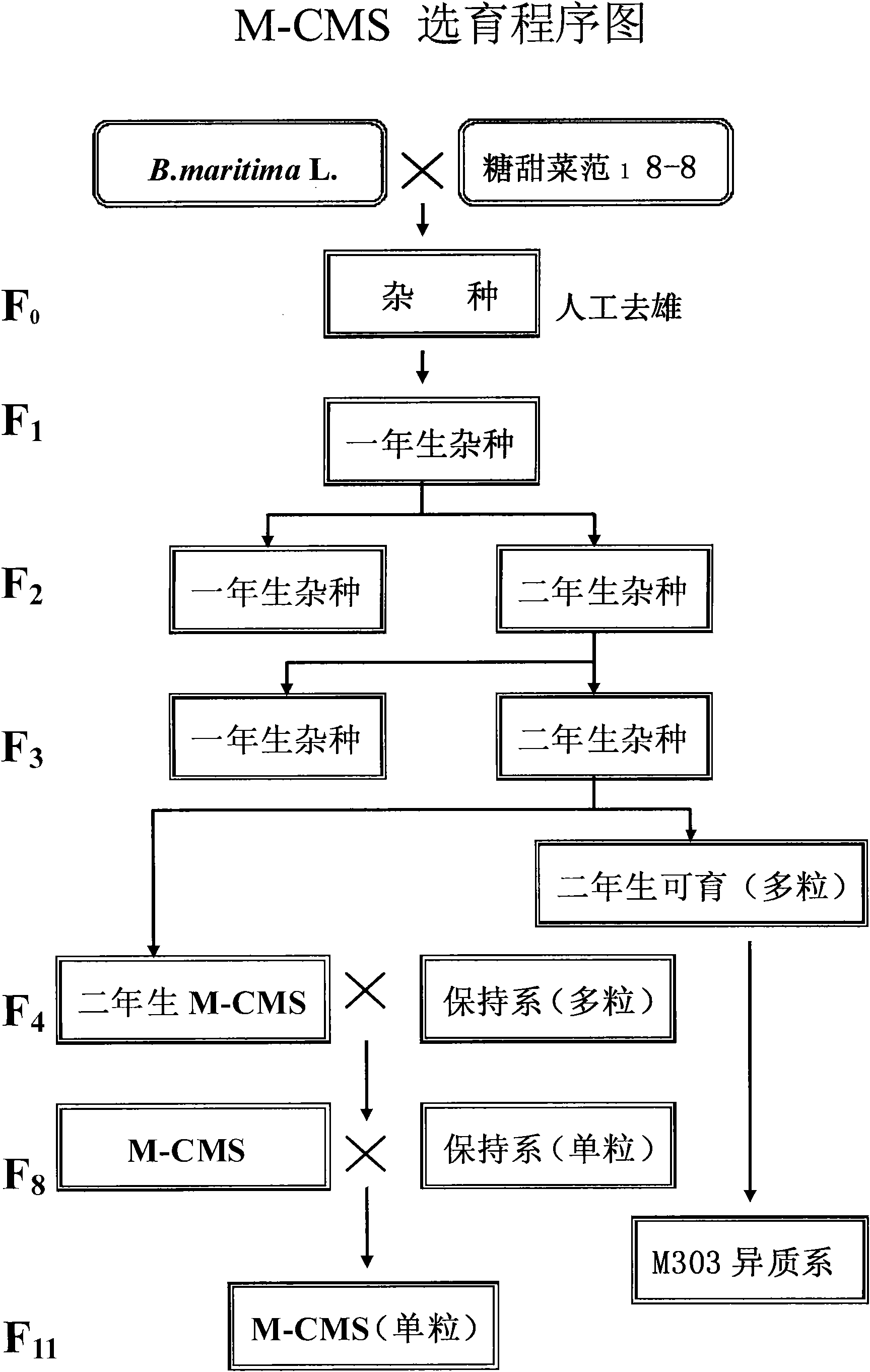 Creation of beet novel cytoplasmic male sterile (M-CMS) line