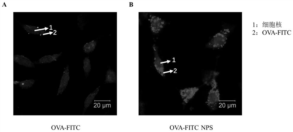 Application of ROS response type nanoparticles coated with hematopoietic growth factors in preparation of drugs for treating hematopoietic injury