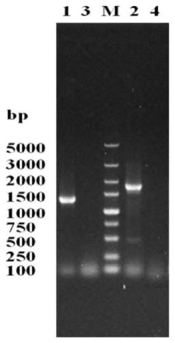 Saccharomyces cerevisiae strain low in higher alcohol yield and building method thereof