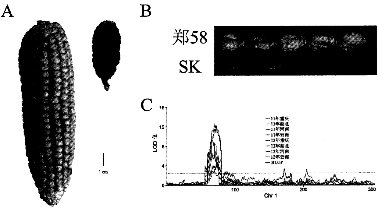 Protein capable of controlling weight of crop seeds and application thereof