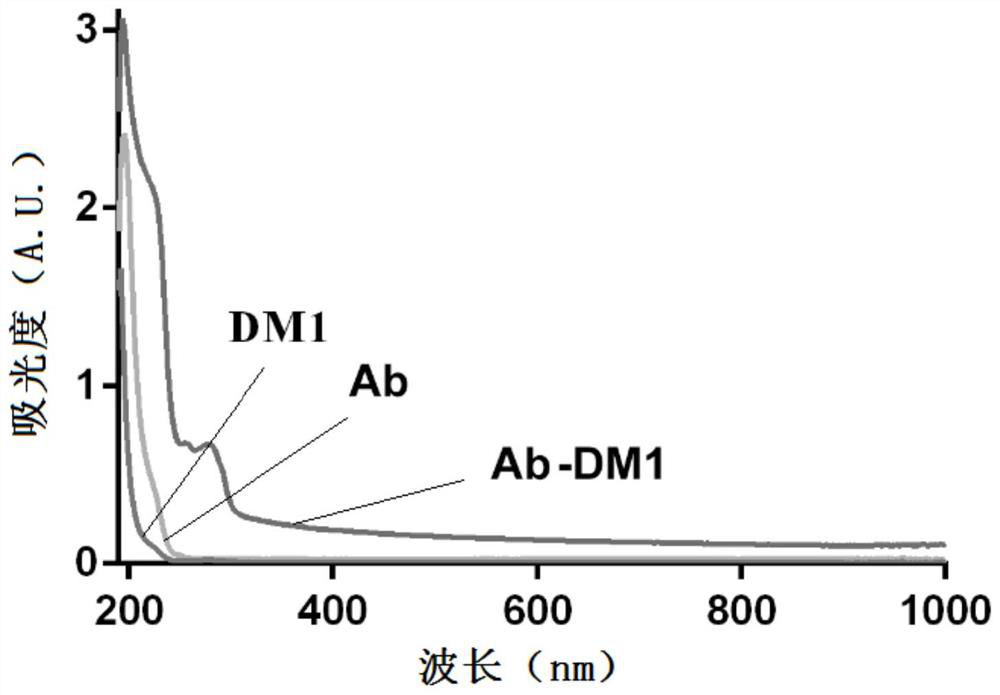 A kind of antibody-conjugated drug against claudin 6 and its application