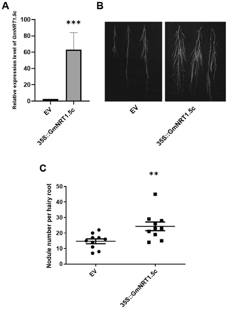 Application of nitrate transporter and coding gene thereof in increasing number of root nodules of hairy roots of crops