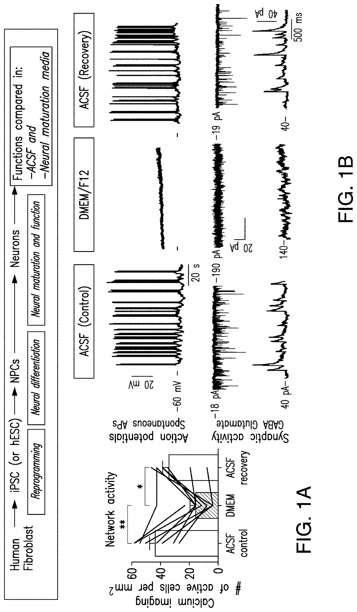 Media compositions for neuronal cell culture