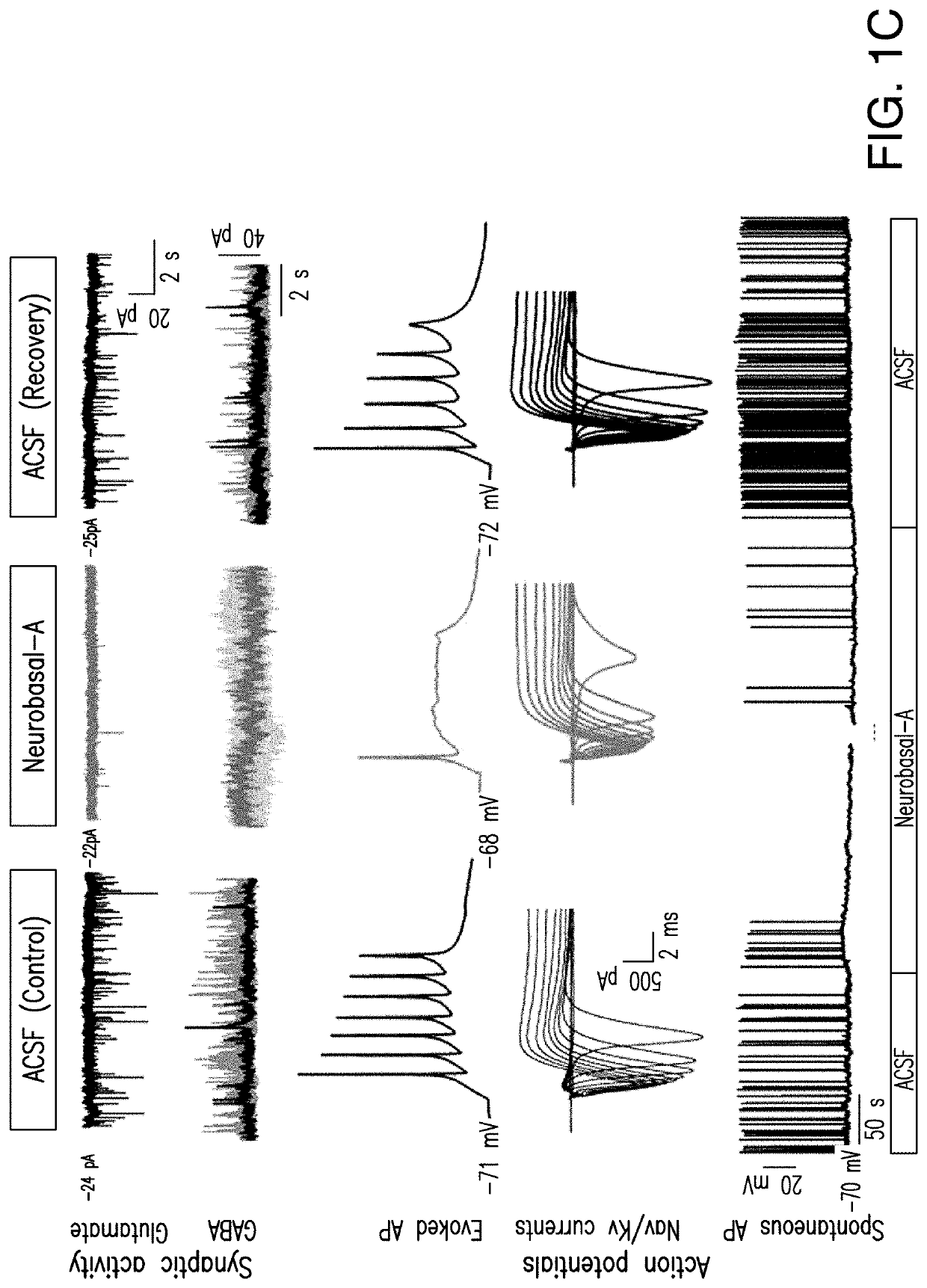 Media compositions for neuronal cell culture