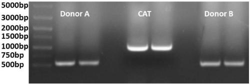 Formylation gene cassette knockout mutant of Escherichia coli DH5alpha and construction method thereof