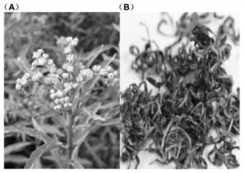 Application of Gansu Huangcao compound in the preparation of medicaments for the treatment of atherosclerosis