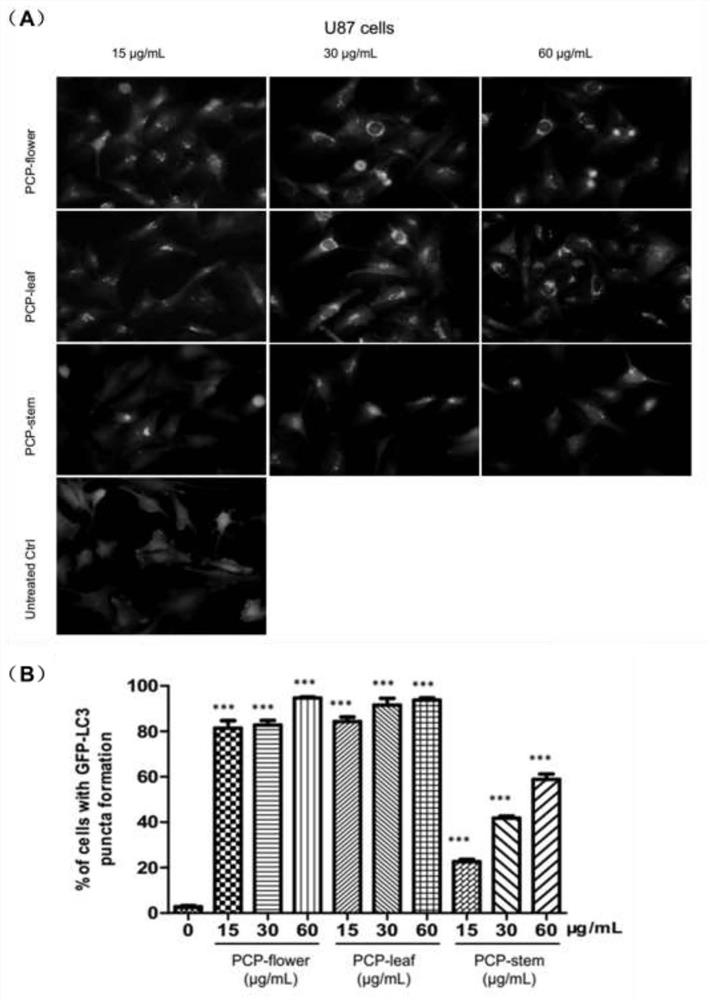 Application of Gansu Huangcao compound in the preparation of medicaments for the treatment of atherosclerosis