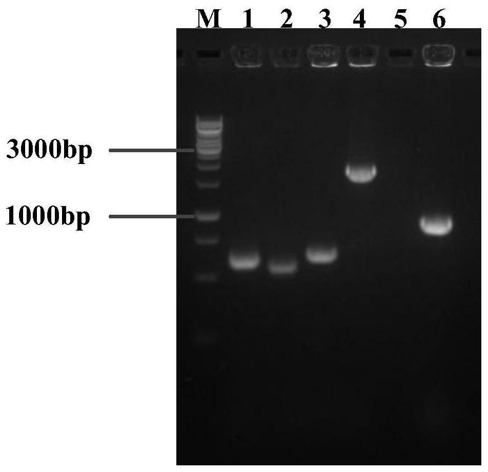 A kind of genetically engineered bacteria producing l-histidine and its application