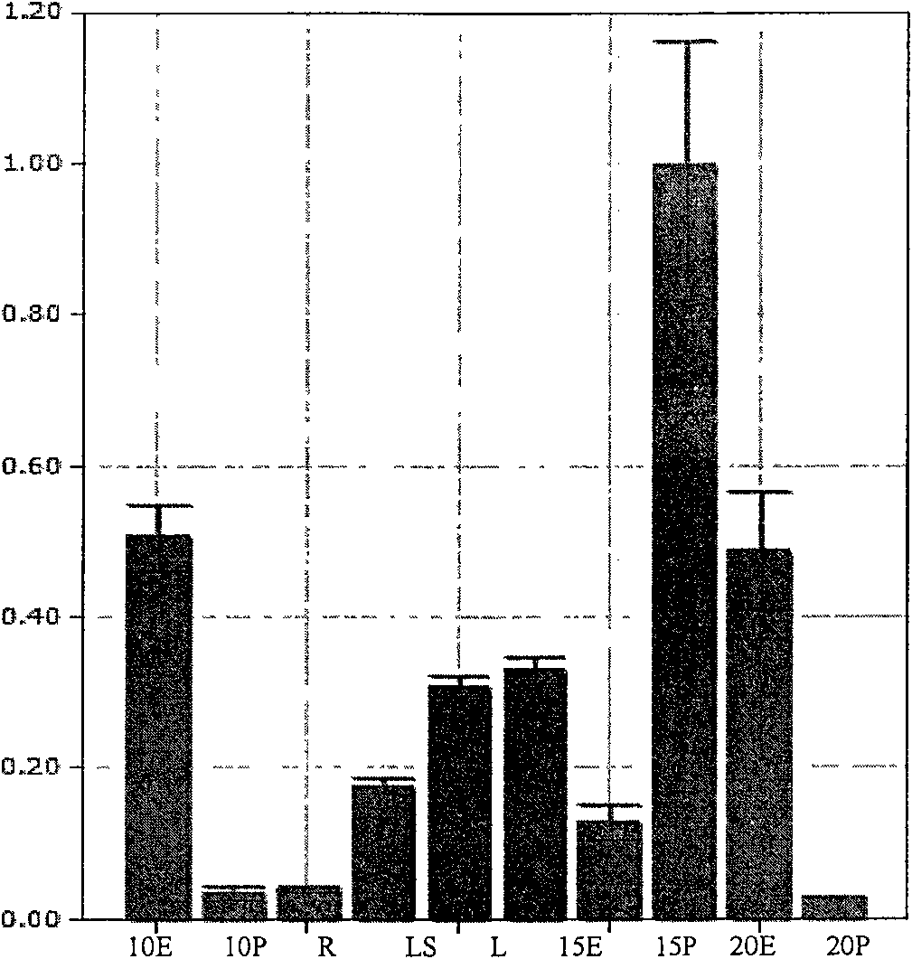 Vegetable starch synthetase genetic promoter and use thereof