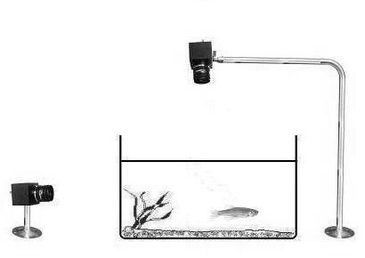 Water quality monitoring method based on motion features of aquatic organism on picture