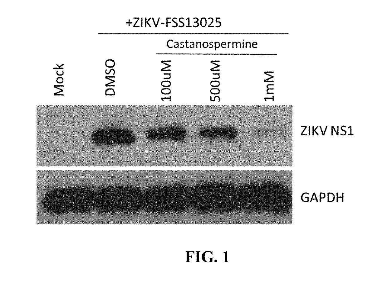 Treatment of Zika virus infections using alpha-glucosidase inhibitors