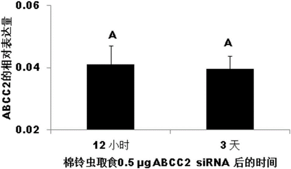 Method for researching helicoverpa armigera larva RNA interference efficiency