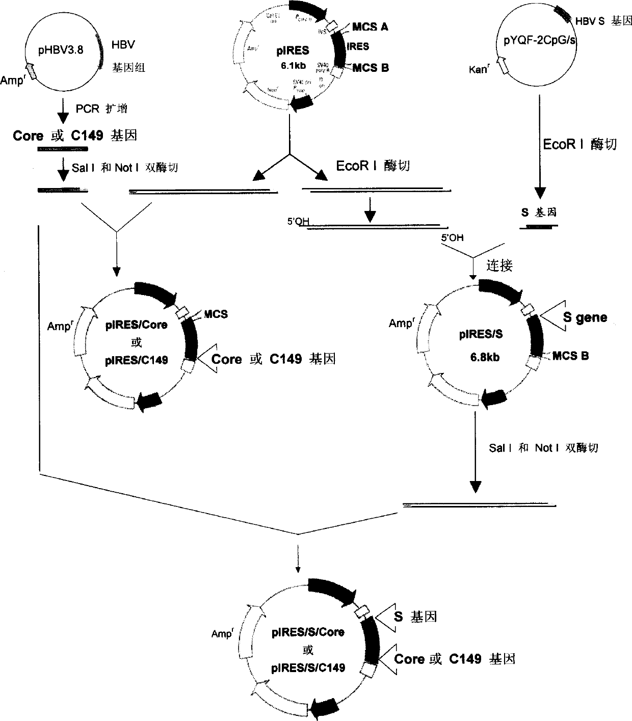 Method for inducing immune response using HBs DNA vaccine inoculated by HBV core protein reinforcing gene gun