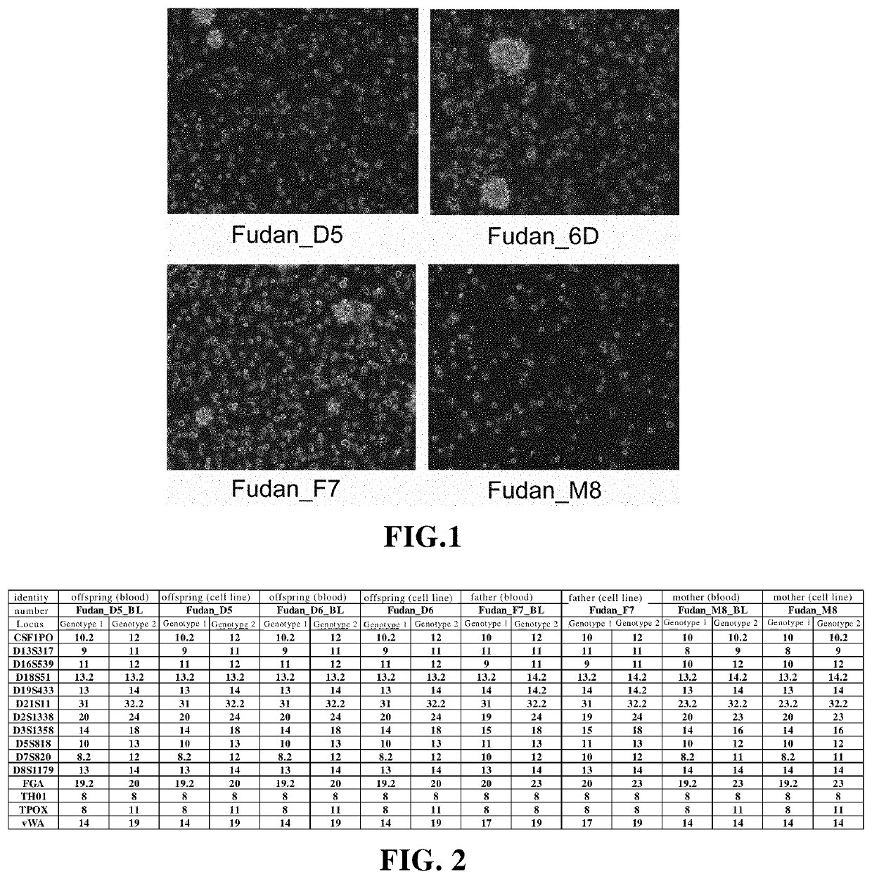 Establishment and application of human immortalized b lymphocyte cell line group