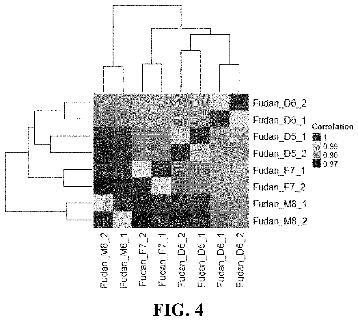 Establishment and application of human immortalized b lymphocyte cell line group