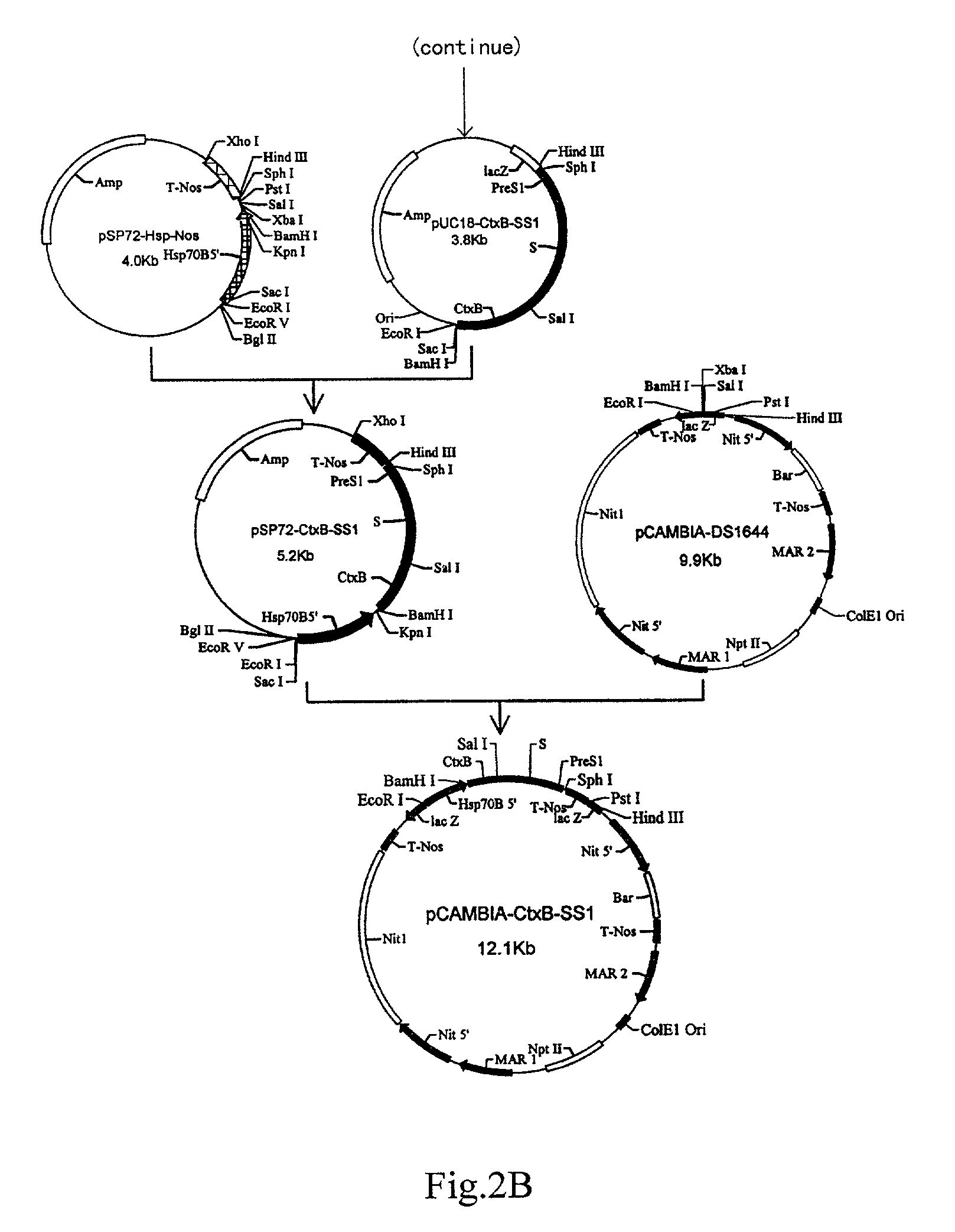 Transgenic dunaliella salina as a bioreactor