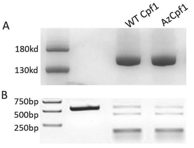 Application of chemical modification CRISPR/Cpf1 compound
