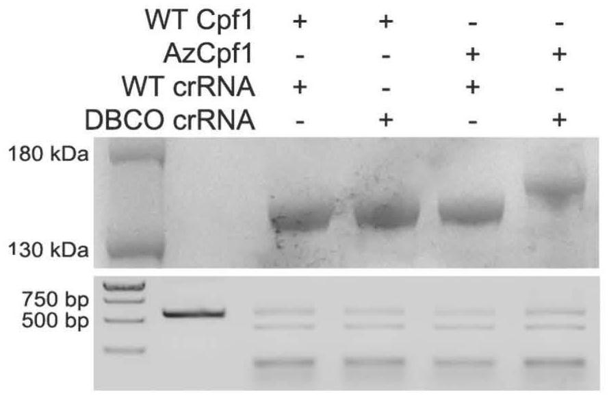 Application of chemical modification CRISPR/Cpf1 compound