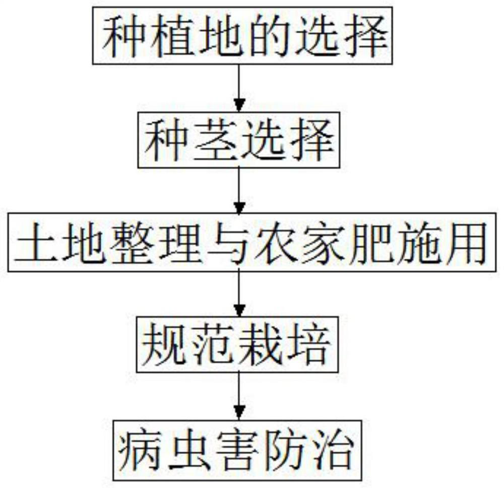 Ecological cultivation method for preventing and controlling weeds by intercropping konjak and pennisetum sinese