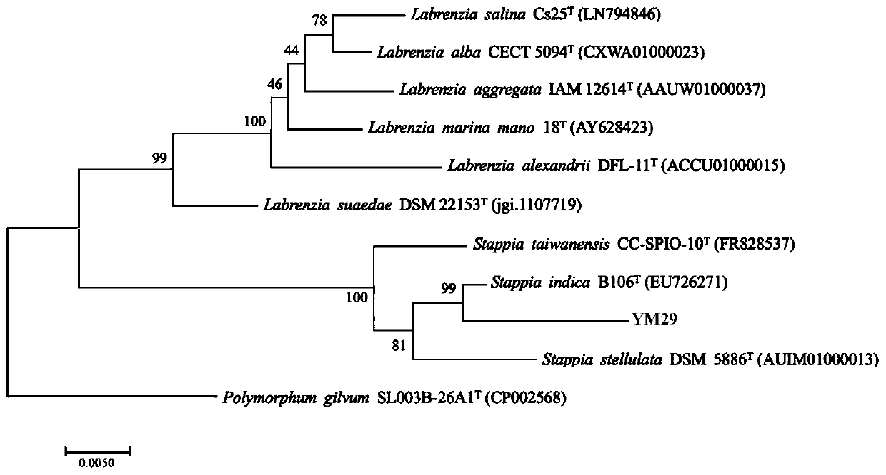 Stappia strain and its application in degradation of zearalenone