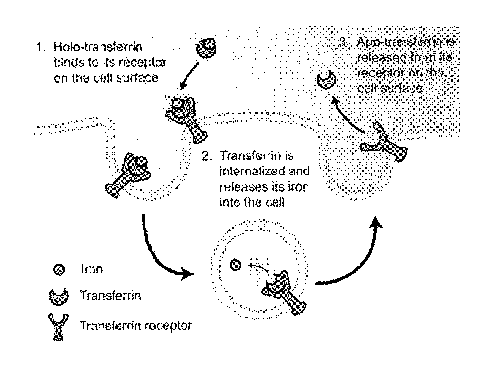 Cancer drug delivery using modified transferrin
