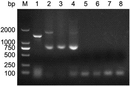 PCR primers, PCR detection method and PCR detection kit for detecting and identifying atypical porcine pestivirus (APPV)