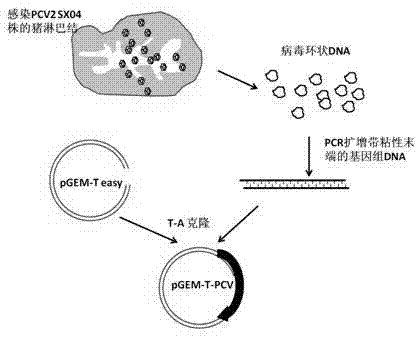 Method for overexpression of porcine circovirus type 2 nucleocapsid protein in cells of mammal