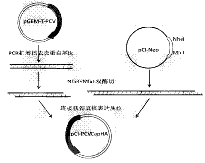 Method for overexpression of porcine circovirus type 2 nucleocapsid protein in cells of mammal