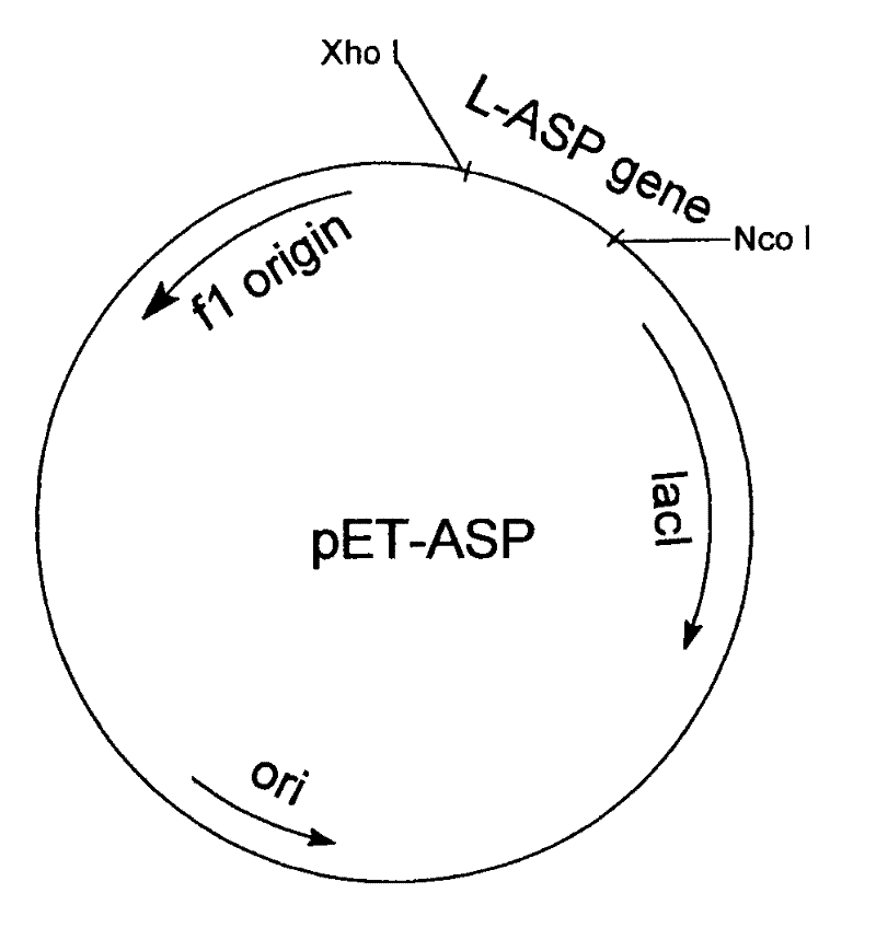 Engineering bacteria for producing L-asparaginase II and construction method and applications thereof
