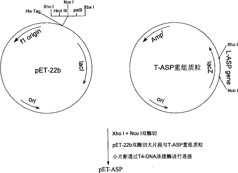Engineering bacteria for producing L-asparaginase II and construction method and applications thereof
