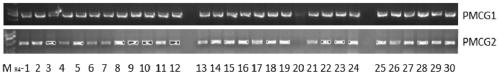 Rice gene osein2l and its application