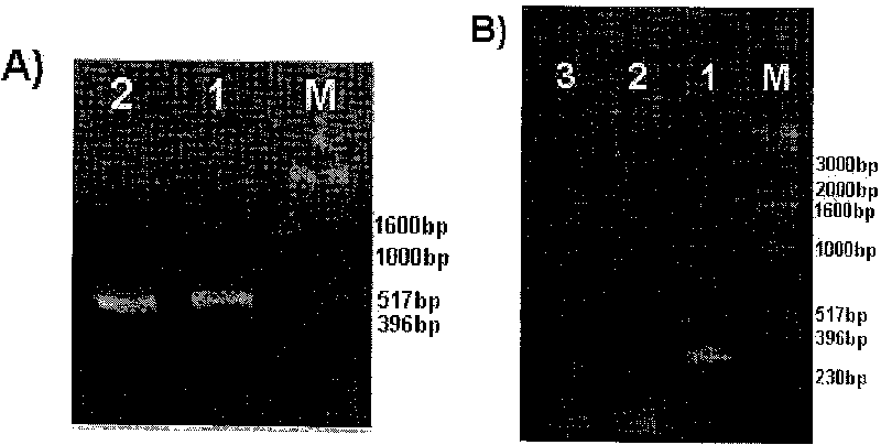 Auxiliary screening method for indica rice and japonica rice