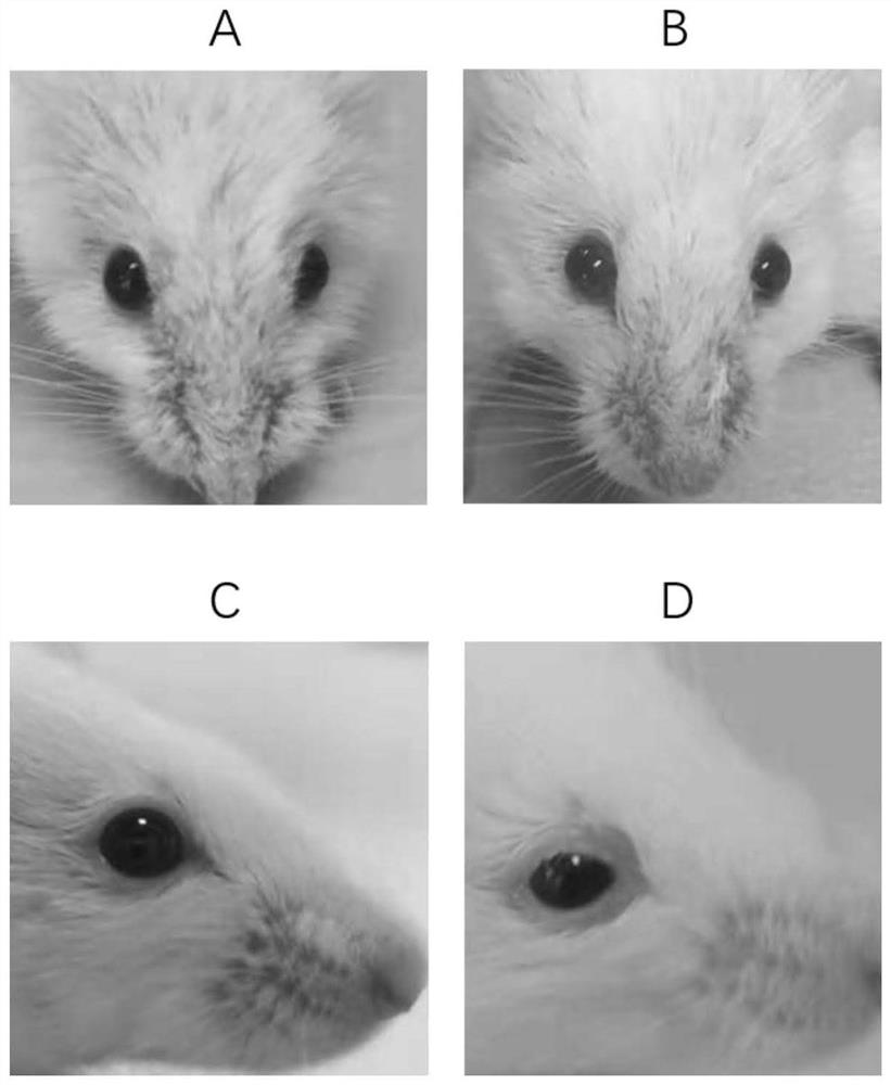 A method for constructing an animal model of thyroid-associated eye disease induced by gene immunity and application of rapamycin
