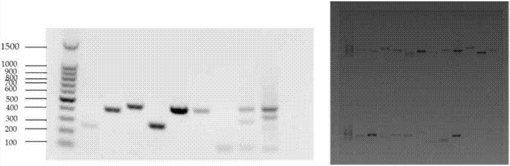 Polypeptides specifically binding to CD56 molecules and application of polypeptides