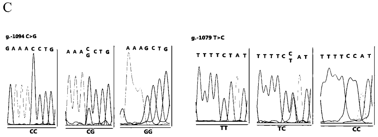 Molecular marker method of two mutation sites in the 5′ regulatory region of chicken mmp13 gene and its application in chicken breeding