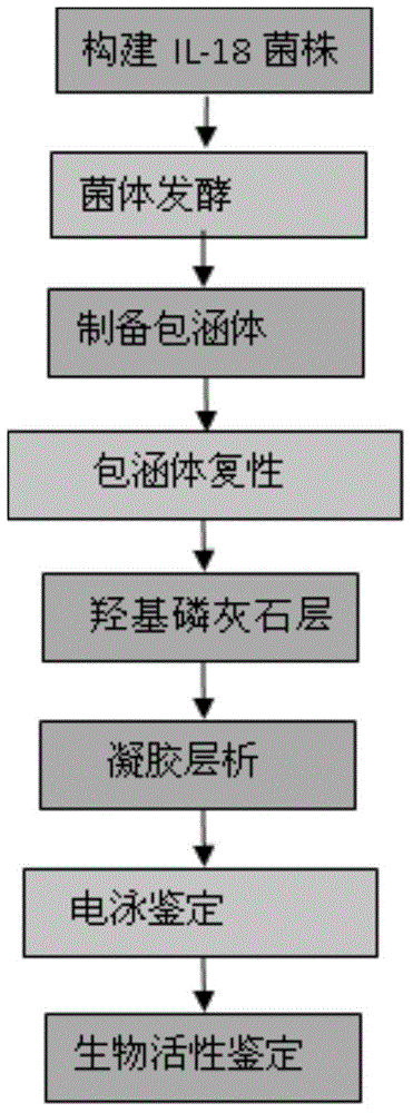 Recombinant expression vector, engineering bacteria, preparation method and application thereof f