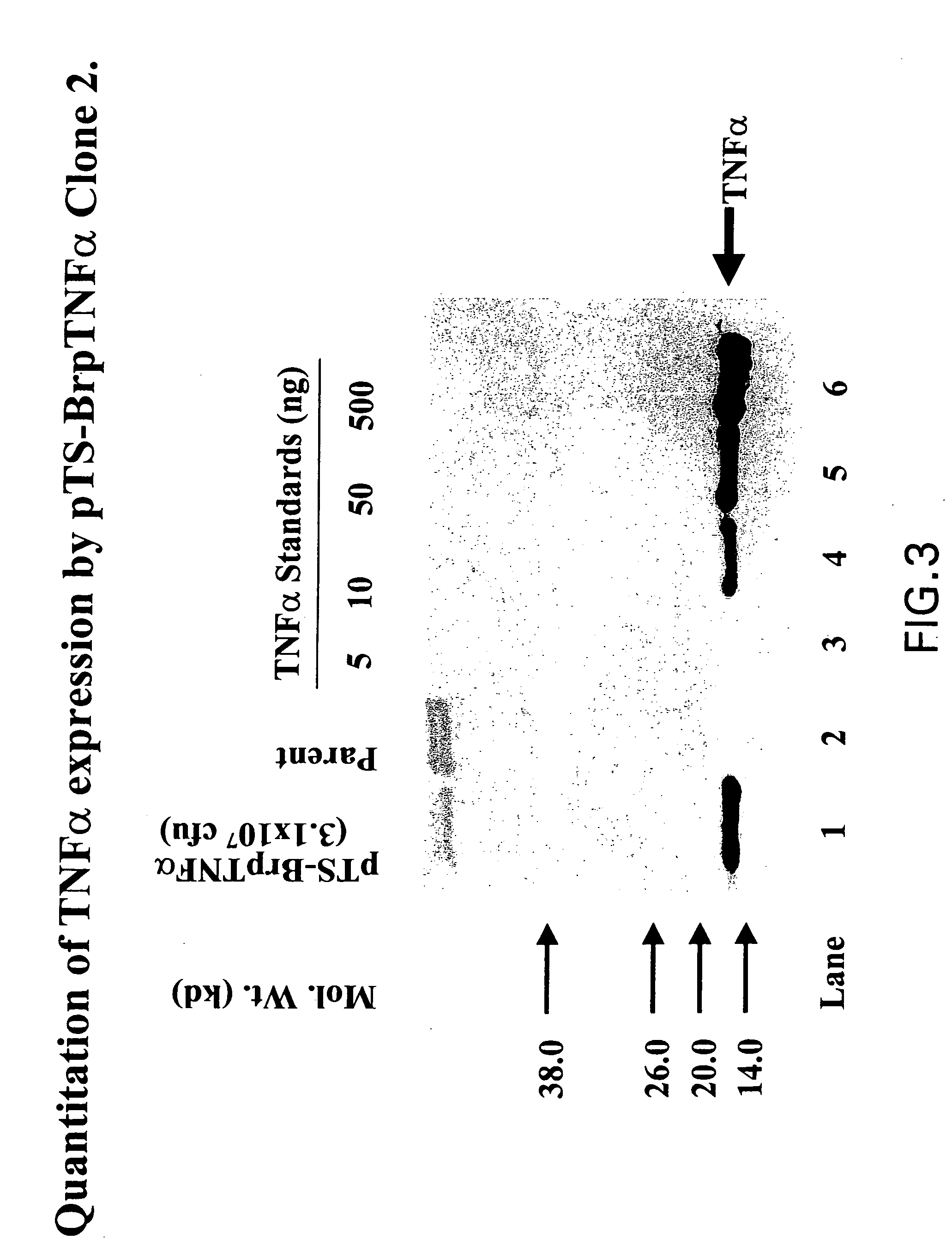 Compositions and methods for tumor-targeted delivery of effector molecules