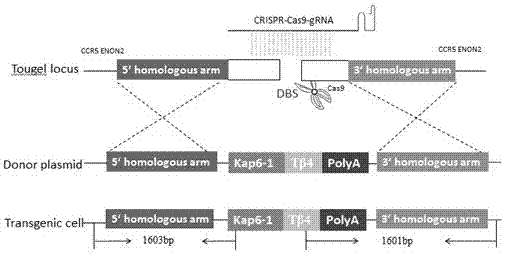 Method for mediating site-directed knock-in of goat Tbeta4 gene based on CRISPR/Cas 9 technology
