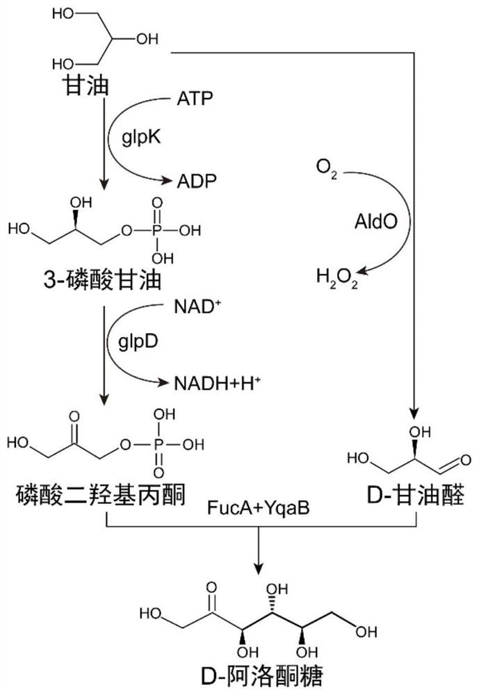 Whole-cell synthesis method of D-psicose by taking glycerol as substrate