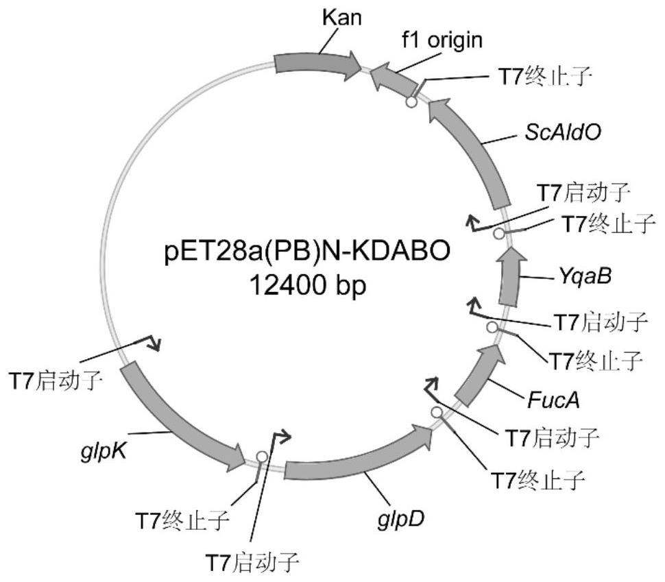 Whole-cell synthesis method of D-psicose by taking glycerol as substrate