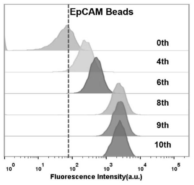 A nucleic acid aptamer of epithelial cell adhesion molecule epcam screened in human plasma and its preparation method and application