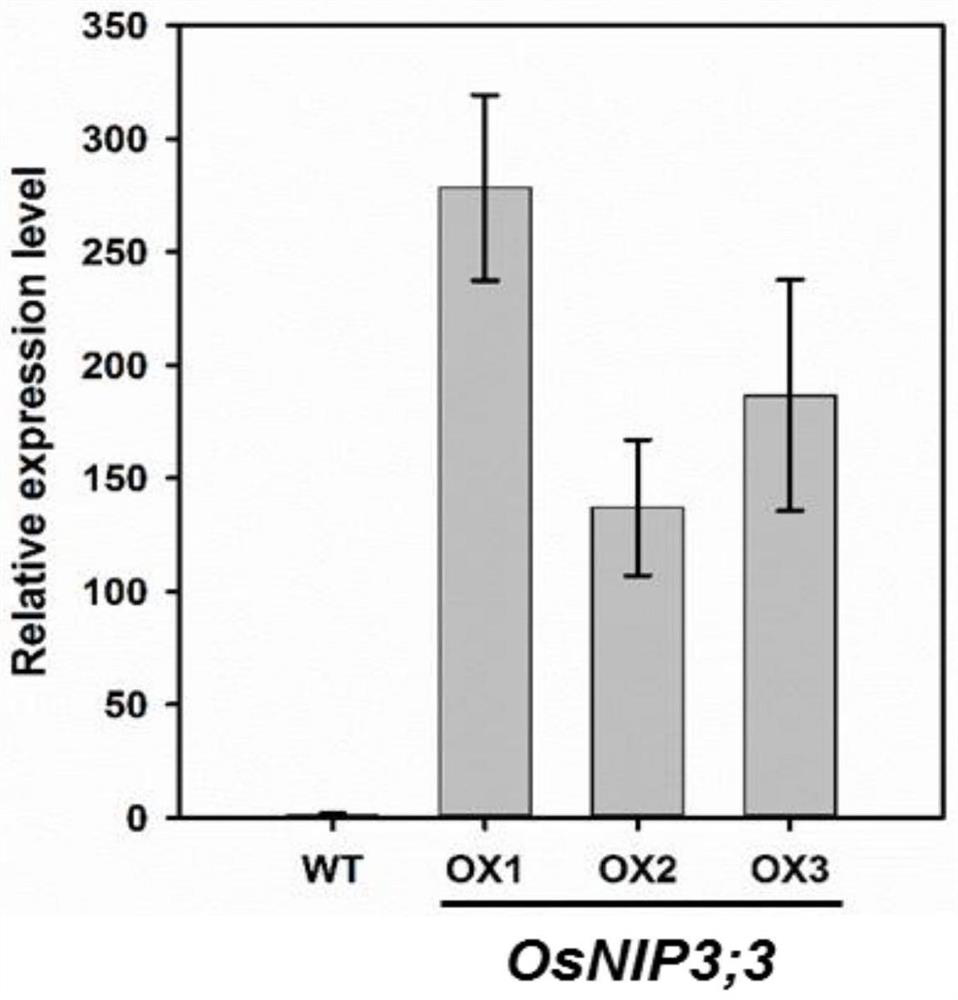 Application of rice aquaporin-encoding gene osnip3;3