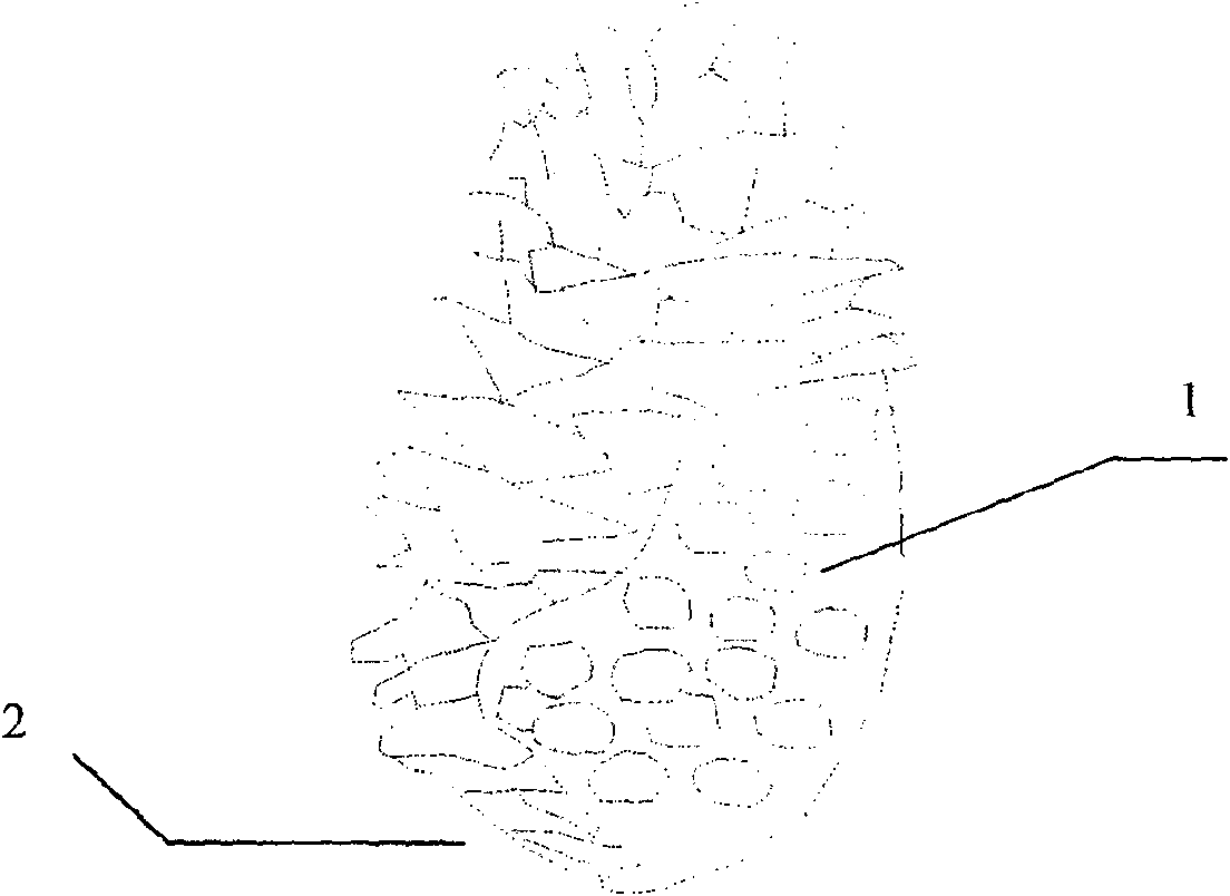 Pinecone food and its making method