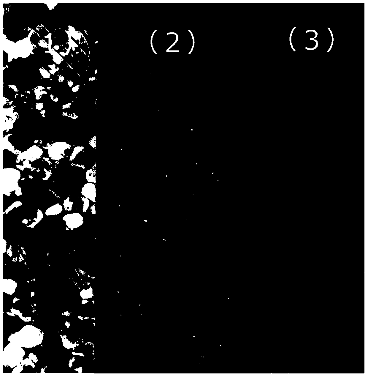 Polypropylene resin foamed particles and method for producing same