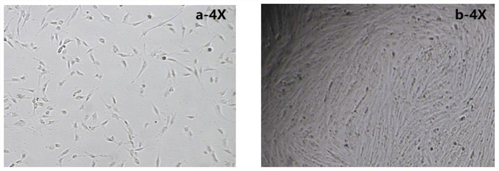 A preparation method and application of cross-linked hydrogel for muscle stem cell culture