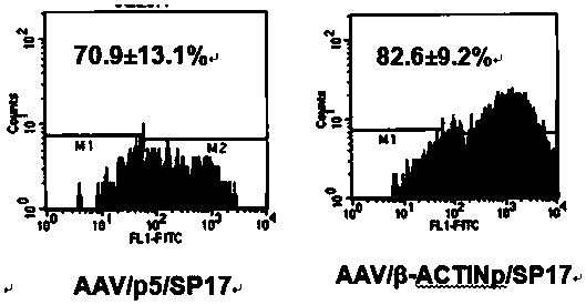 Recombinant adeno-associated virus vector carrying human sperm protein 17 antigen gene and application value thereof