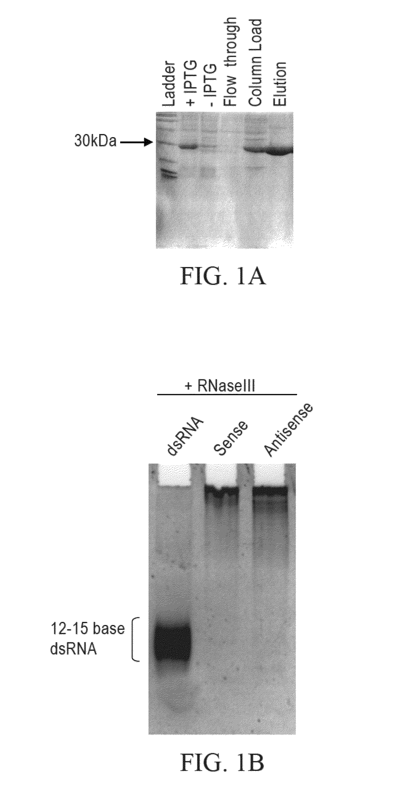 Methods and compositions relating to polypeptides with rnase iii domains that mediate RNA interference