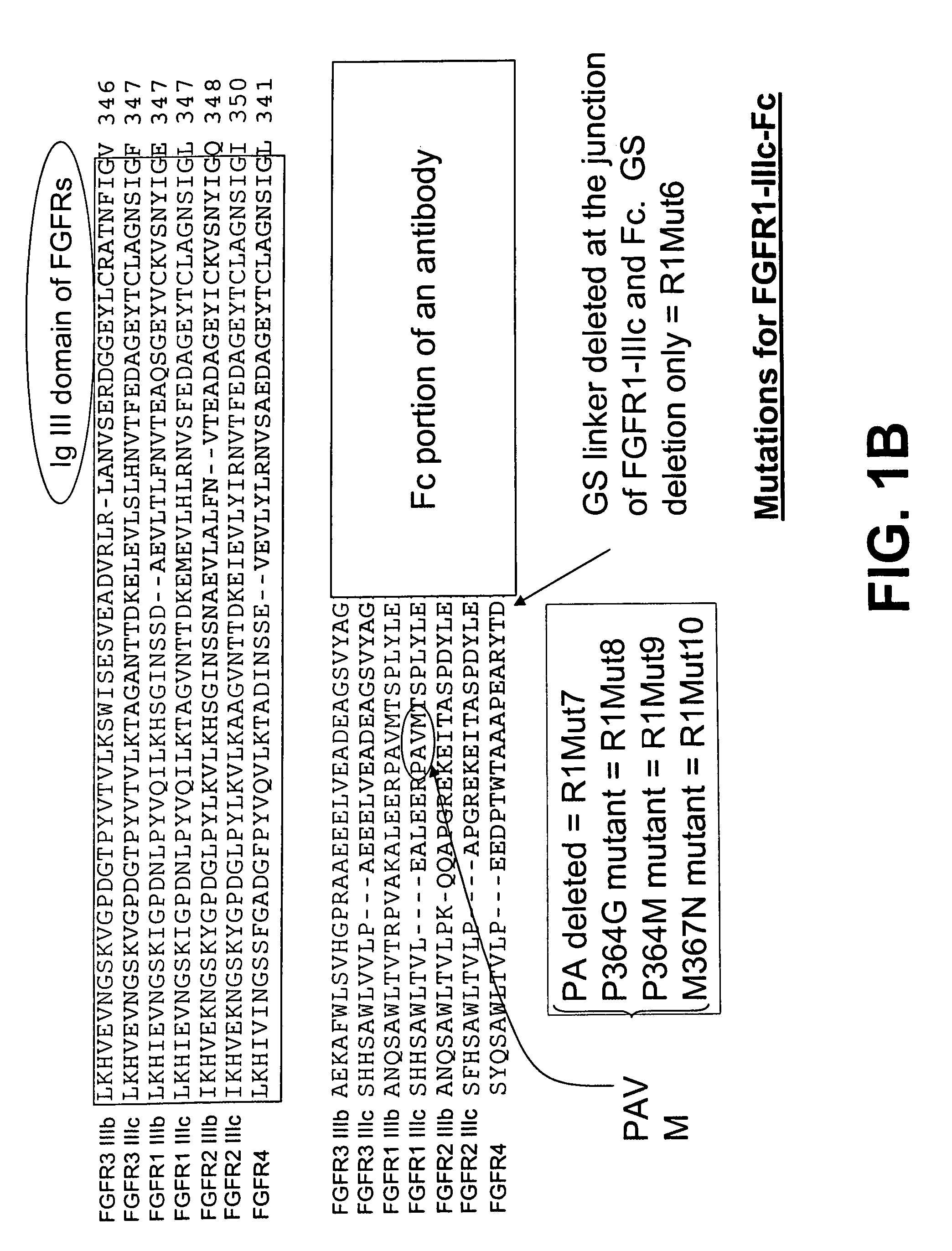 Compositions and methods of treating disease with FGFR fusion proteins