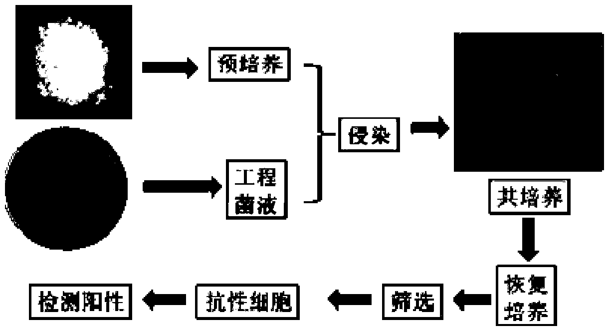 A kind of genetic transformation method of larch embryogenic cells