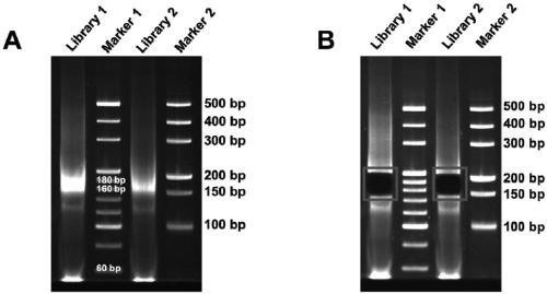 High-throughput sequencing library construction method for trace free RNA of body fluid